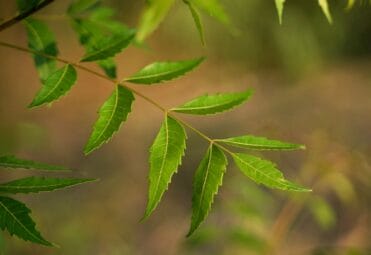 neem plant benefit