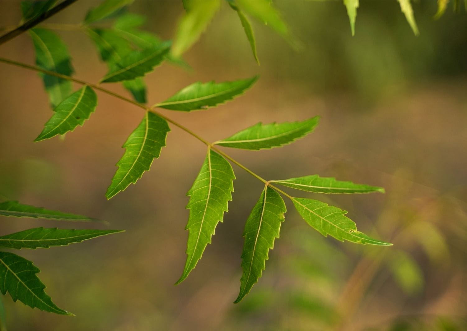neem plant benefit