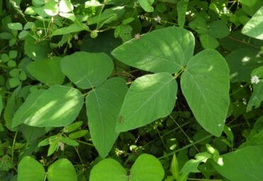 mucuna featured image