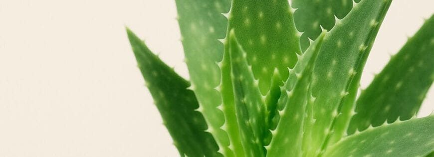 Aloe vera capsules for digestion