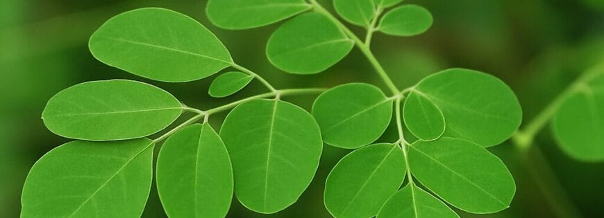 moringa benefits